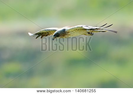 The Booted Eagle in flight (Aquila pennata)