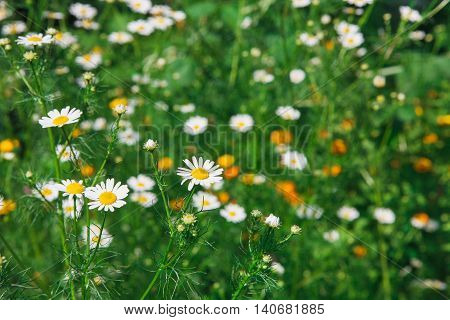 Beautiful field with white daisy flower background. Bright chamomiles or camomiles meadow. Summer in the garden.