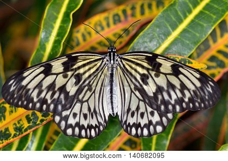 exotic butterfly in natural habitat (idea leuconoe chersonesia)