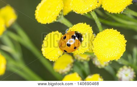 Ladybug on an Yellow Flower close up.