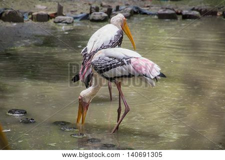Painted Stork birds (Mycteria leucocephala) look for fish in a swamp at a bird sanctuary in India