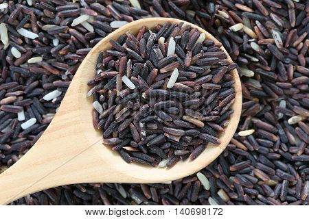 Organic riceberry in wooden spoon for the nature food backgroundgrain rice is insect weevil bite eat and get damaged.