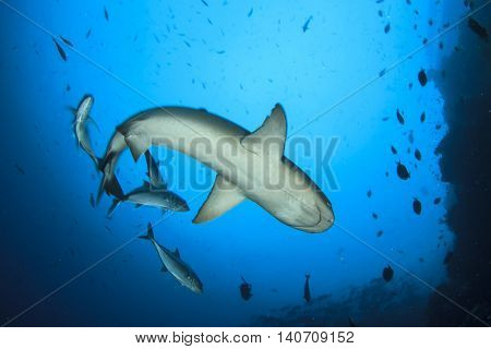 Whitetip Reef Shark