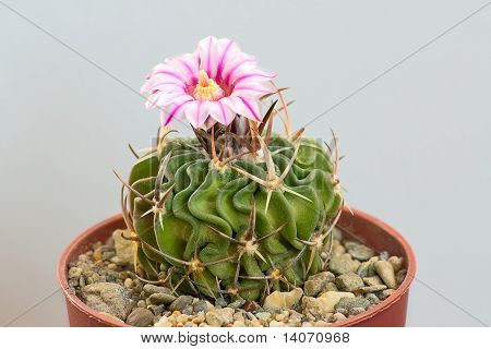 Fiore di cactus