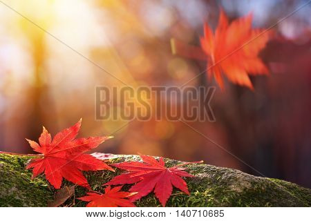Closeup on autumn maple leavies.