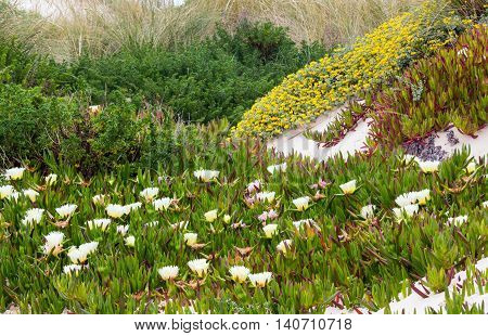 White Carpobrotus  Flowers On Sandy Hill (carpobrotus).