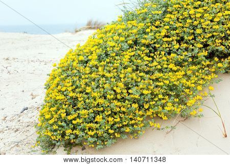 Flowering Plant Lotus Creticus On Beach.