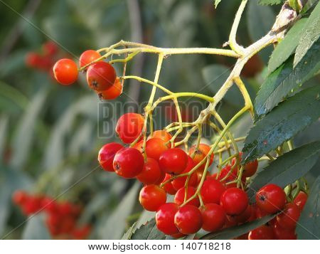 The fruits of mountain ash on the eve of the autumn