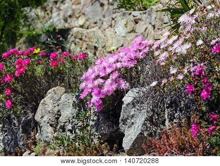 Pink Flowers (carpobrotus) Closeup.