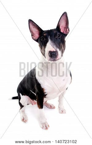 bull terrier female sitting and watching shooting in white studio
