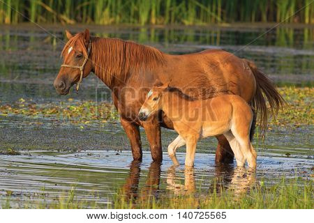 Sorrel horse and foal drink on the pond