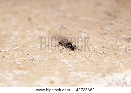 Flying Ant