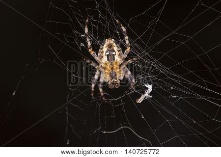 Spider Does Cobweb