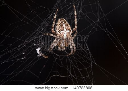 Photo Of Spider Waiting For Its Prey