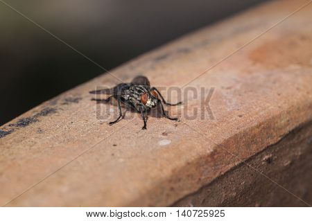 Portrait Of A Sitting Fly