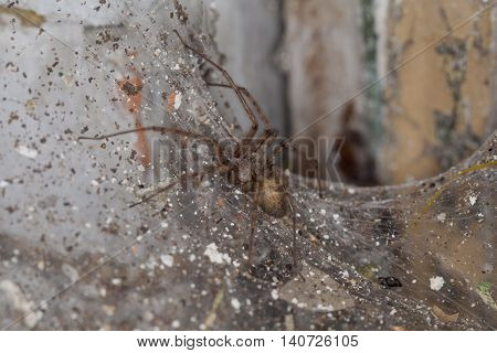 Spider Sitting On A Spider's Web