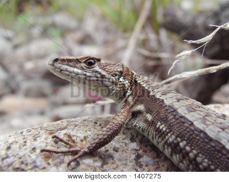 Amur จิ้งจก (Tachydromus Amurensis)