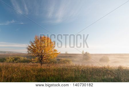 Bright yellow autumn tree on field in morning fog