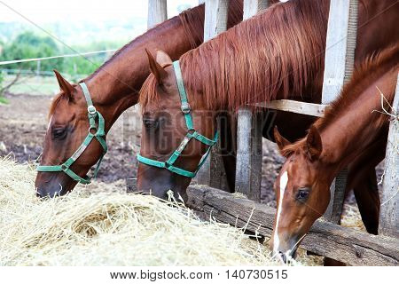 Herd of purebred gidran horses sharing hay on rural animal farm