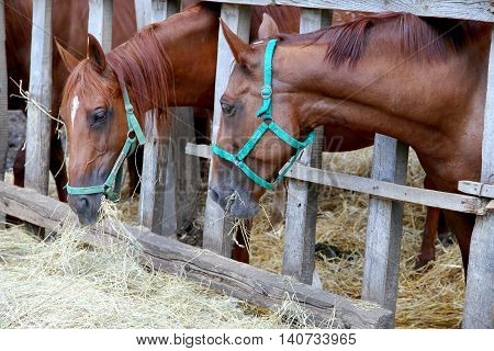 Herd of purebred gidran horses sharing hay on rural animal farm