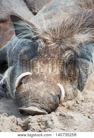 Common warthog resting on the sand. Phacochoerus africanus.