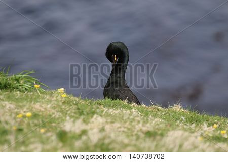 This is a picture if the sea-bird called a shag. It has it's head bent over so that it can preen the feathers of it's neck and chest. There is a grassy bank in the foreground, and out-of-focus sea in the background. The picture was taken on The Isle of Lu