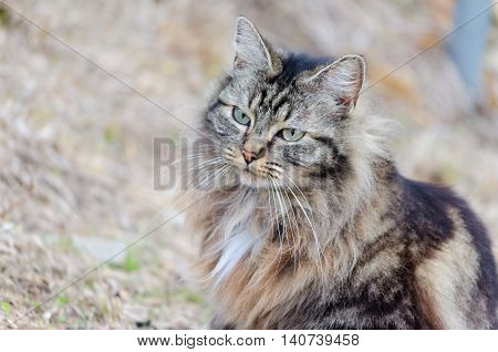 Portrait of a beautiful cat. Close up
