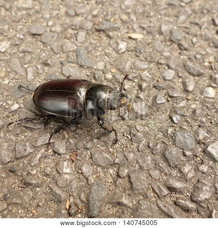 Close-up of a lesser stag beetle (Dorcus parallelipipedus)