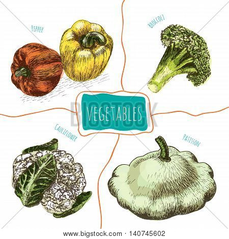 Vector illustration colorful set with vegetables. Different sort of vegetables on white background cauliflower