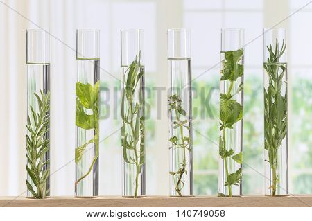 Flowers and plants in test tubes for scitific experiment