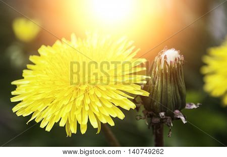 Two flower bloom and bud Concept mean clever person and fool person.Also light from behide mean something very good send to you.