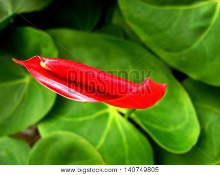 Red calla flower on a background of green leaves