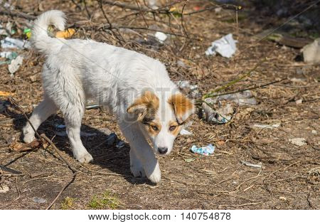 Stray hungry dog walks through scrap-heap .
