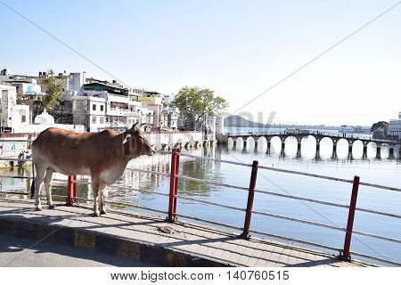 Cow standing on a bridge in Udaipur, Rajasthan, India