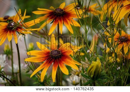 Beautiful sunny flowers in a summer garden