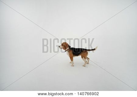 Dog Beagle on a walk in winter, fog in the field