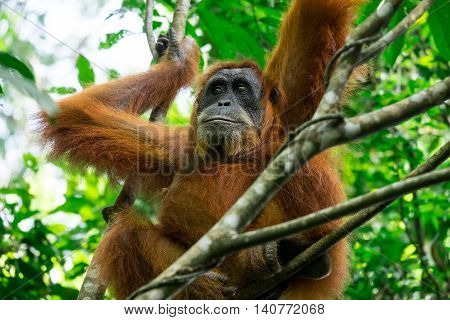 Animals in wild. Orangutan female in tropical rainforest relaxing on tree. Sumatra Indonesia