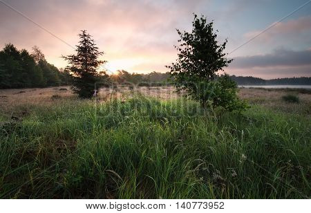 forest meadow at sunrise in summer Netherlands