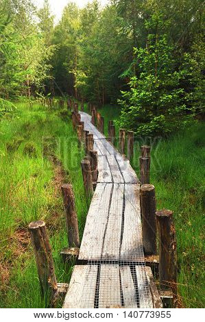 long wooden path into green summer forest
