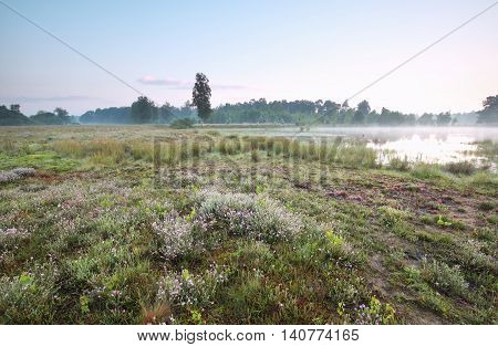 wild lake in calm misty summer morning