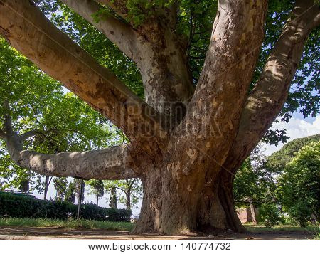 The ancient 150 year-old platan in the park Staheevka city Alushta Crimea