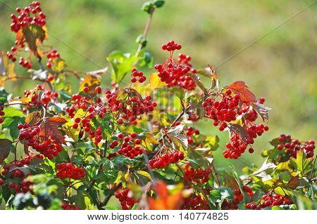 Some Ripe Viburnum On Branch, Dof