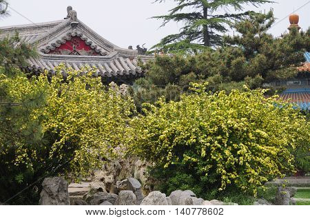 Chinese buildings and yellow flowers on a shrub within a classical garden in Tiantan Park (temple of heaven) in Beijing China.
