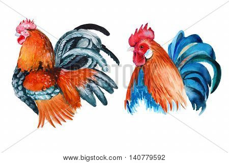 rooster. isolated. year of the rooster. watercolor illustration