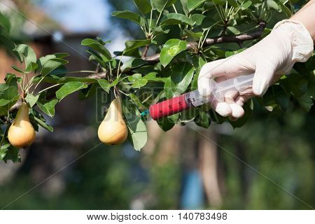 Non-organic pear. Needle and syringe injecting representing genetically modified fruit.