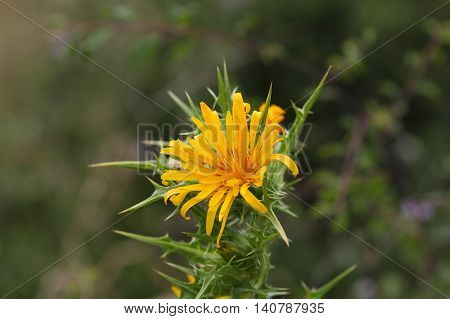 Flower of a common golden thistle (Scolymus hispanicus)