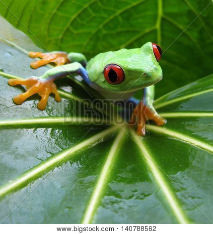 Aglychnis callidryas red eyed tree frog sitting on wet leaf with vibrant red eyes, orange feet, and blue legs showing.