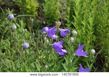 Wild carpathian bellflower Campanula carpatica in a garden meadow in summer