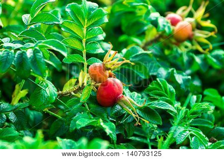 Wild rose bush that grows in the wild , the Baltic , summer 2016
