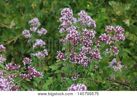 Common thyme flowers. Pink garden thyme Thymus vulgaris Medicinal plant in garden